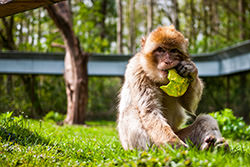 Monkey - Serengeti Park, Germany